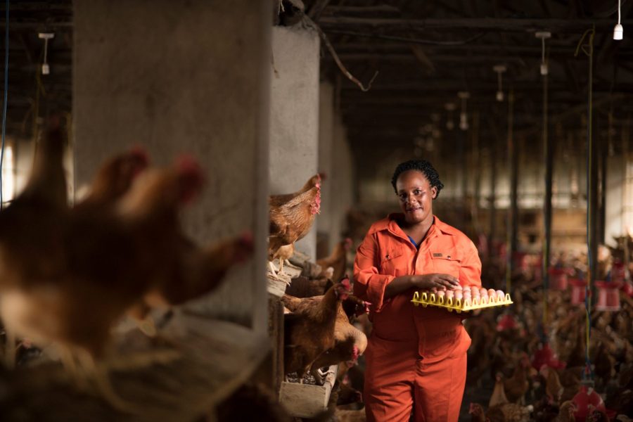 Egg Production Uganda layer house
